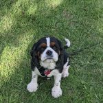 Animal Medical Clinic