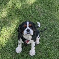 Animal Medical Clinic ico