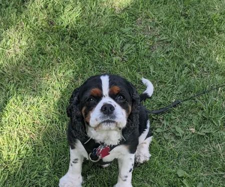 Animal Medical Clinic