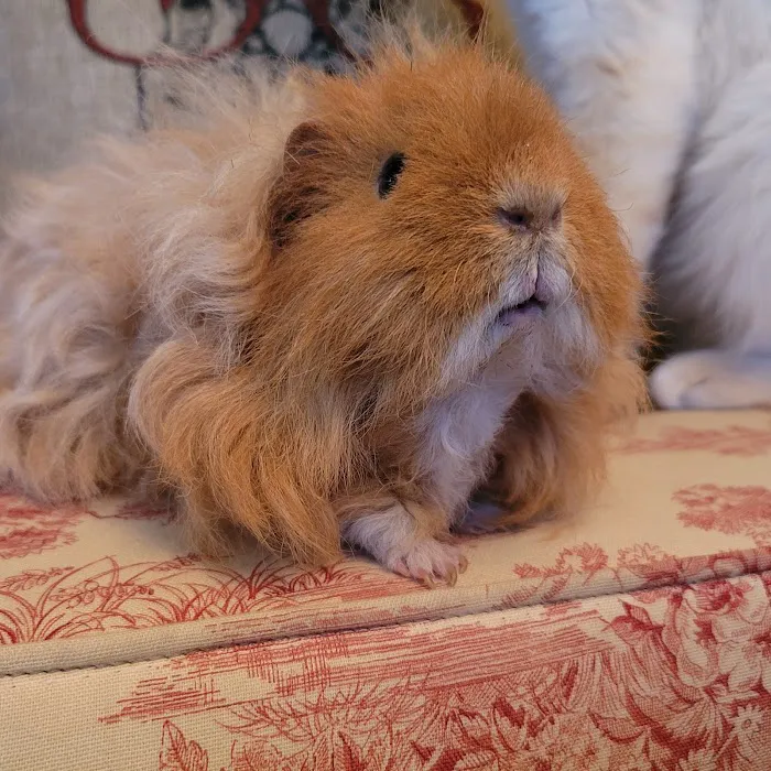 Animal Medical Clinic Picture 7