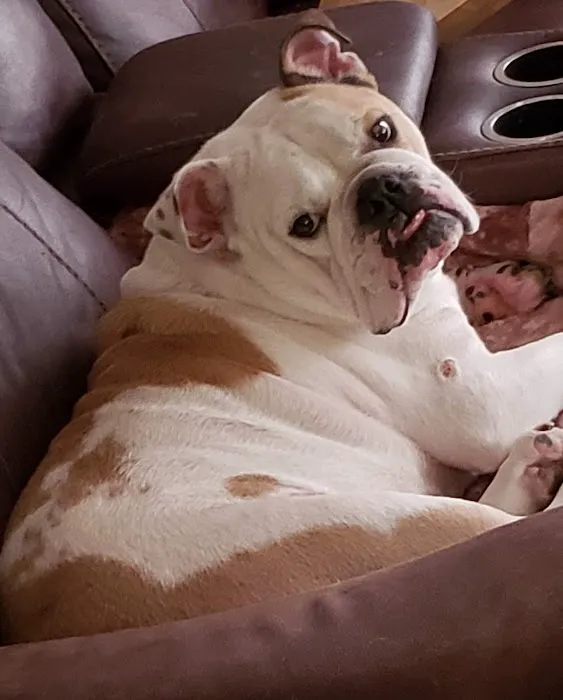 Animal Medical Clinic Picture 8