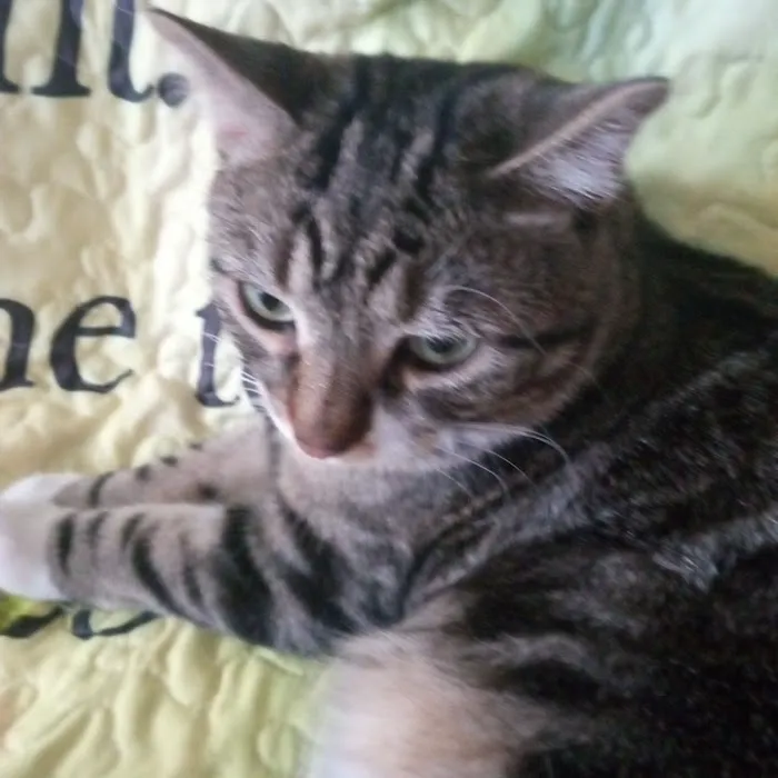 South Locust Veterinary Clinic Picture 5