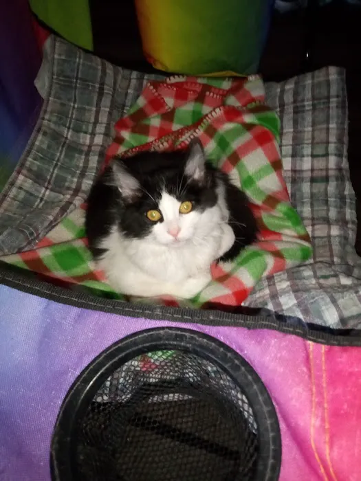 South Locust Veterinary Clinic Picture 4