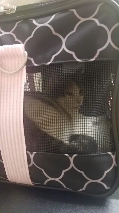 South Locust Veterinary Clinic Picture 3