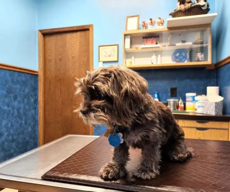 South Locust Veterinary Clinic