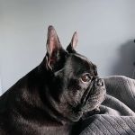 Deer Creek Veterinary Hospital