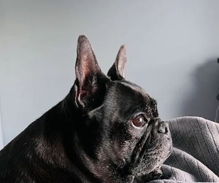 Deer Creek Veterinary Hospital