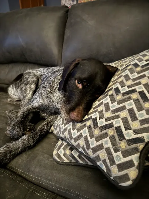 Deer Creek Veterinary Hospital Picture 3