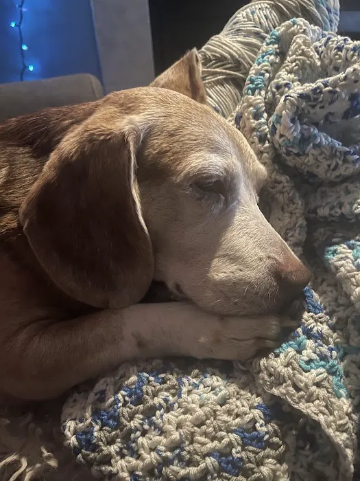 Deer Creek Veterinary Hospital Picture 5