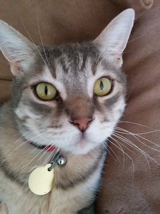 Deer Creek Veterinary Hospital Picture 8