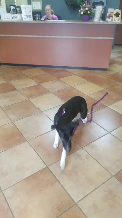 Deer Creek Veterinary Hospital Picture 10