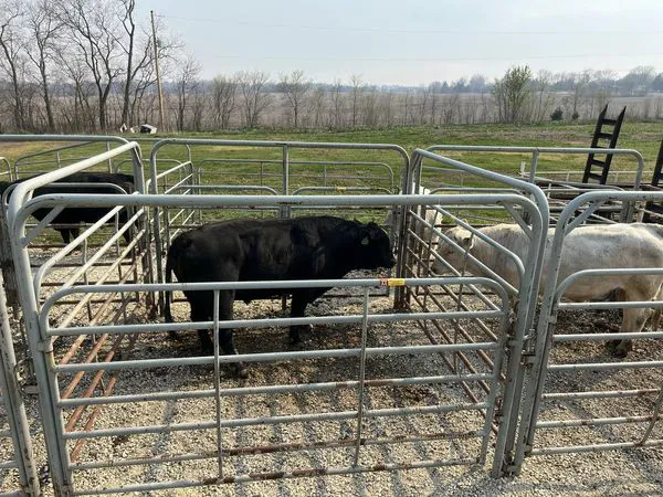 Green Valley Veterinary Service Picture 4