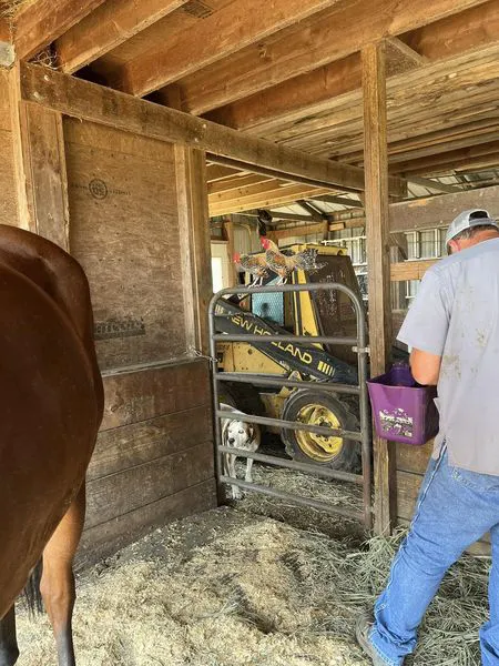 Green Valley Veterinary Service Picture 5