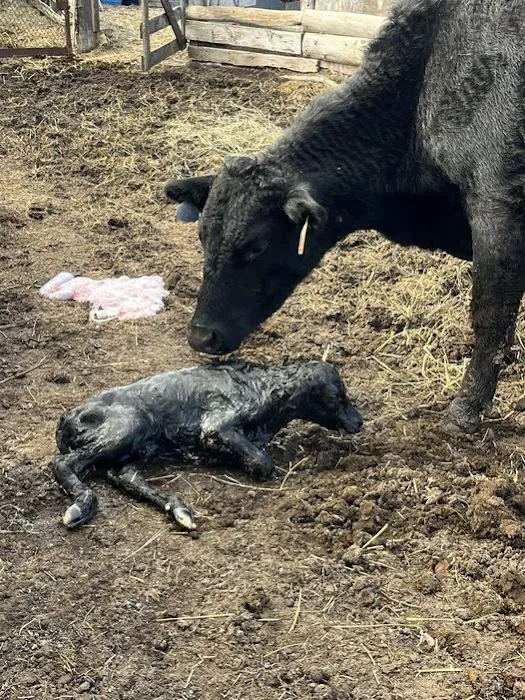 Green Valley Veterinary Service Picture 3