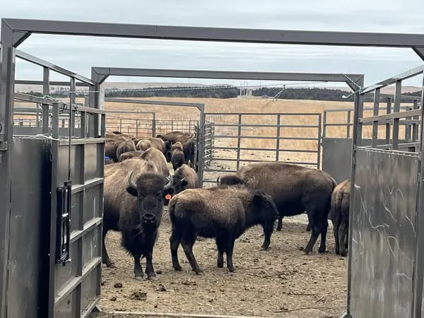 Green Valley Veterinary Service Picture 8