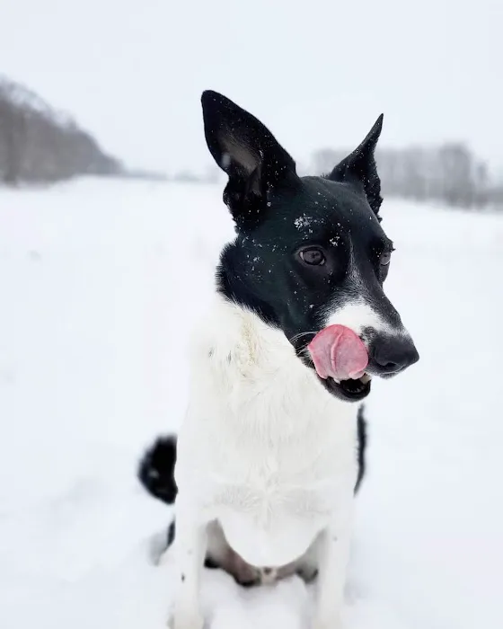 Wamego Veterinary Clinic Picture 7