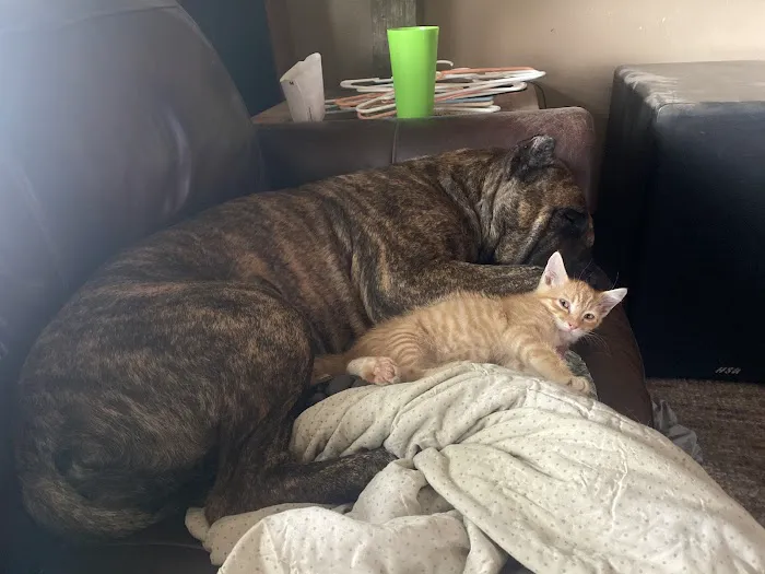 Pachta Jon E DVM Picture 1