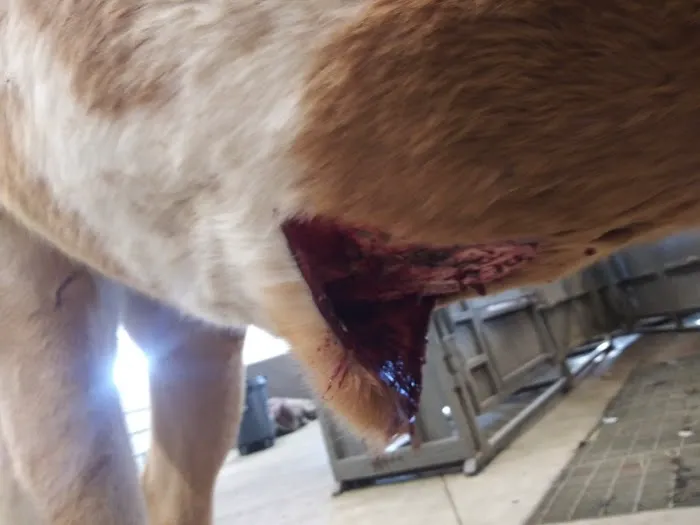 Bern-Sabetha Veterinary Clinic Picture 3