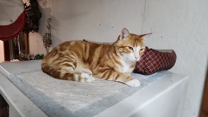 Bern-Sabetha Veterinary Clinic Picture 4