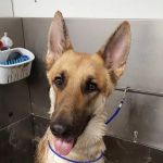 Animal Health Center