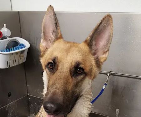 Animal Health Center