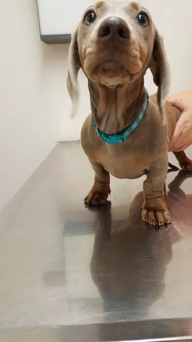 Animal Health Center Picture 10