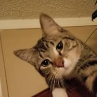 Baldwin Hilltop Animal Health ico