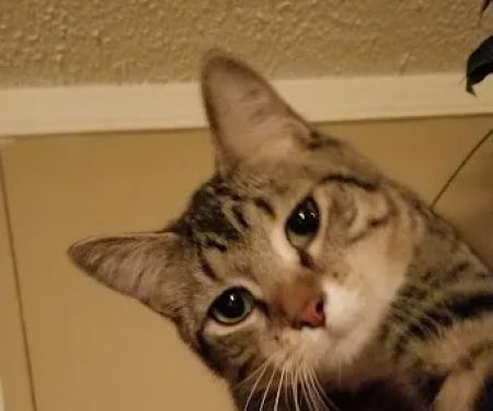 Baldwin Hilltop Animal Health