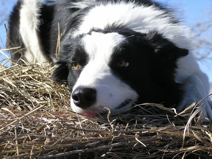 Overbrook Veterinary Clinic Picture 1