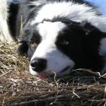 Overbrook Veterinary Clinic