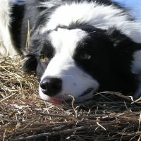 Overbrook Veterinary Clinic ico