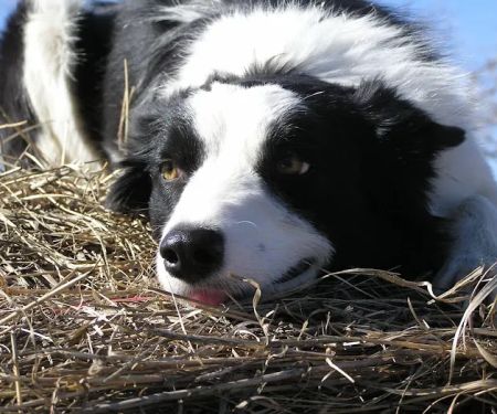 Overbrook Veterinary Clinic