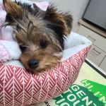 Baldwin City Companion Animal Hospital