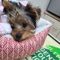 Baldwin City Companion Animal Hospital ico