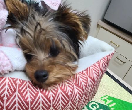 Baldwin City Companion Animal Hospital