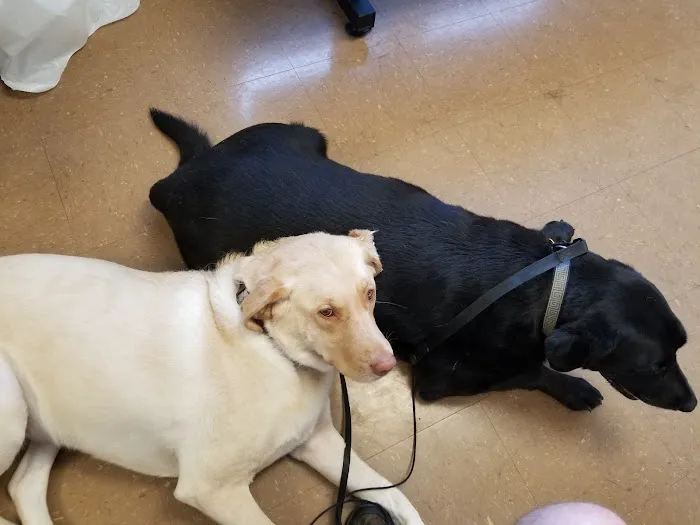 Baldwin City Companion Animal Hospital Picture 3