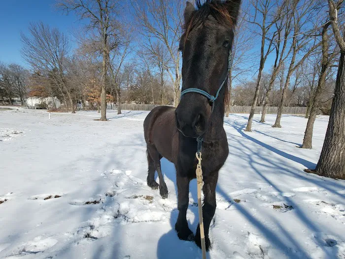 Baldwin City Companion Animal Hospital Picture 4