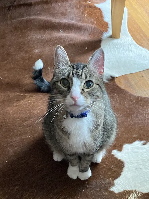 Baldwin City Companion Animal Hospital Picture 7