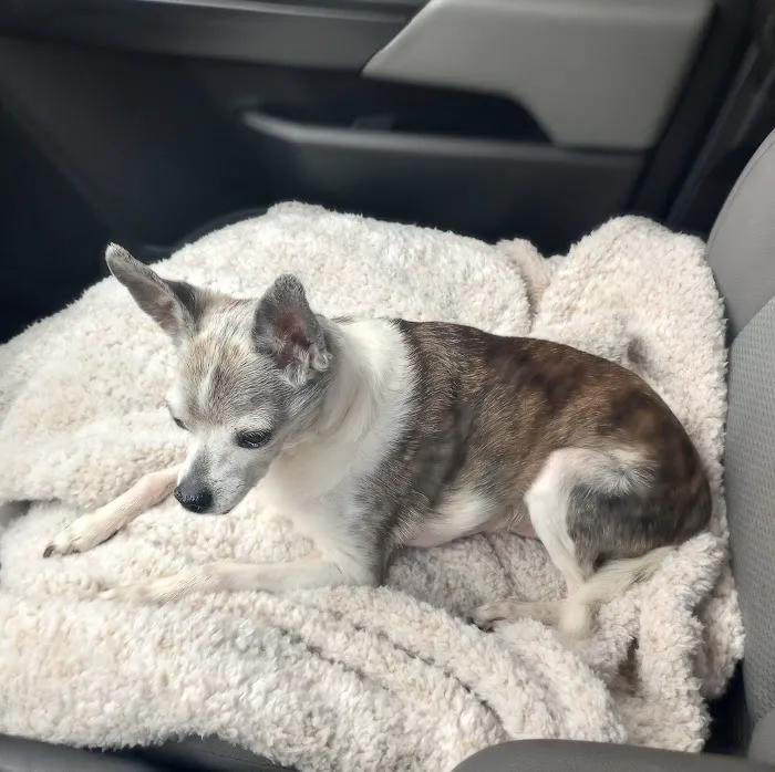 Baldwin City Companion Animal Hospital Picture 9