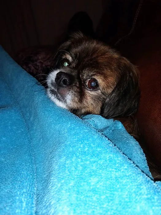 Baldwin City Companion Animal Hospital Picture 8