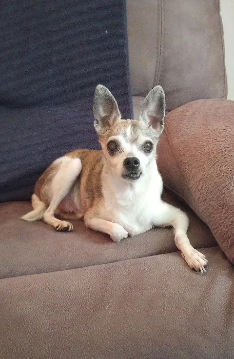 Baldwin City Companion Animal Hospital Picture 10