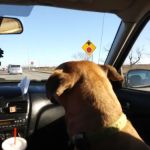 Ottawa Veterinary Hospital