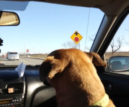 Ottawa Veterinary Hospital