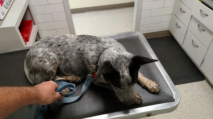 Ottawa Veterinary Hospital Picture 8