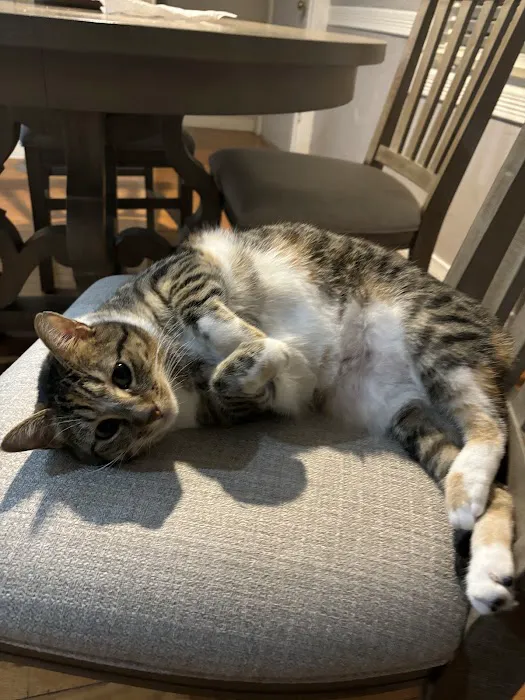 Hessman Mobile Veterinary Services Picture 3