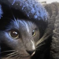 Hessman Mobile Veterinary Services ico