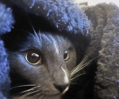 Hessman Mobile Veterinary Services