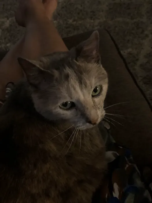 Hessman Mobile Veterinary Services Picture 2