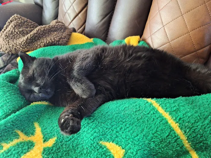 Hessman Mobile Veterinary Services Picture 5