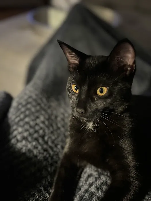 Hessman Mobile Veterinary Services Picture 4